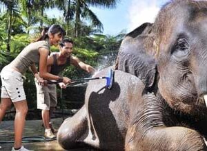 Bali Elephant Safari Park